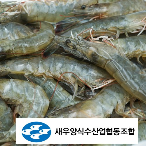 (새우양식수산업협동조합) 전남 신안 왕새우(냉동) 1kg 25~45미