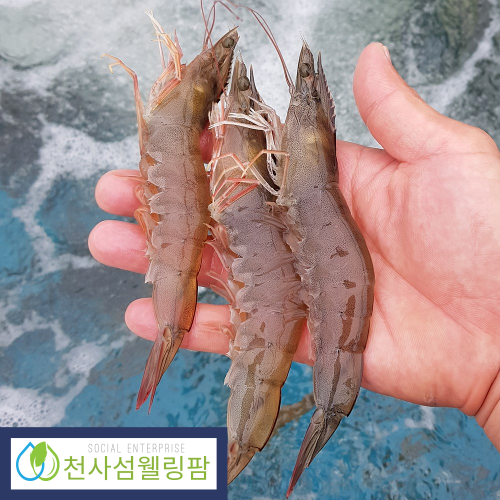 (천사섬웰링팜) 신안 왕새우 1kg (25~50미)