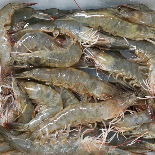 (새우양식수산업협동조합) 23년 첫출하 활새우 왕새우 1kg (30~35미)