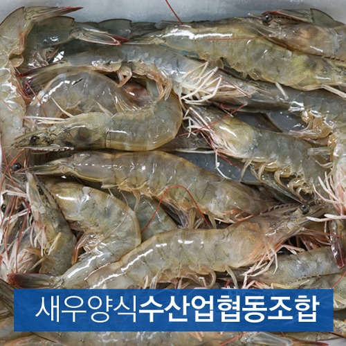 (새우양식수산업협동조합) 신안 흰다리새우 1kg (30미내외) 냉동새우